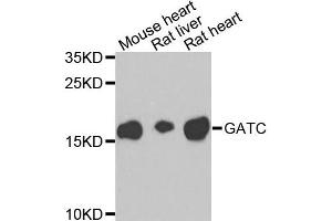 Western blot analysis of extracts of various cells, using GATC antibody. (GATC antibody)