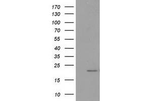 HEK293T cells were transfected with the pCMV6-ENTRY control (Left lane) or pCMV6-ENTRY PDF (Right lane) cDNA for 48 hrs and lysed. (GDF15 antibody)