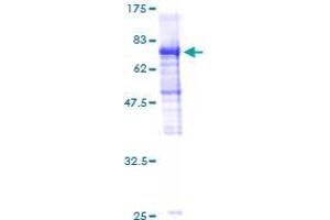 Image no. 1 for GA-Binding Protein Subunit beta-2 (GABPB2) (AA 1-448) protein (GST tag) (ABIN1354643) (GABPB2 Protein (AA 1-448) (GST tag))