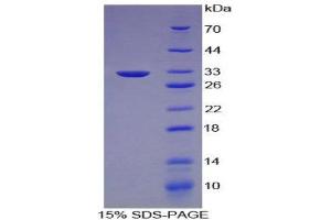 SDS-PAGE (SDS) image for Lipase, Endothelial (LIPG) (AA 115-369) protein (His tag) (ABIN2125690) (LIPG Protein (AA 115-369) (His tag))