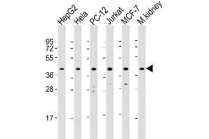 Western Blot at 1:2000 dilution Lane 1: HepG2 whole cell lysate Lane 2: Hela whole cell lysate Lane 3: PC-12 whole cell lysate Lane 4: Jurkat whole cell lysate Lane 5: MCF-7 whole cell lysate Lane 6: mouse kidney lysate Lysates/proteins at 20 ug per lane. (MAPK14 antibody  (AA 301-330))