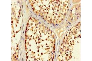 Immunohistochemistry of paraffin-embedded human testis tissue using ABIN7151262 at dilution of 1:100 (TRIM36 antibody  (AA 70-280))