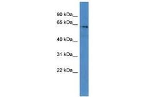 ARNTL2 antibody  (C-Term)