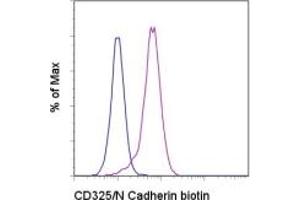 Image no. 1 for anti-Cadherin 2 (CDH2) antibody (Biotin) (ABIN474517) (N-Cadherin antibody  (Biotin))