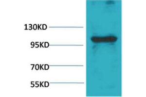 Western Blot (WB) analysis of Pig Skeletal Muscle with eEF1A2 Rabbit Polyclonal Antibody diluted at 1:1,000. (IGFN1 antibody)