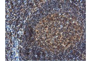 Image no. 6 for anti-Dual Specificity Phosphatase 23 (DUSP23) antibody (ABIN1497930) (DUSP23 antibody)