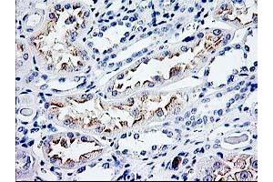 Immunohistochemical staining of paraffin-embedded Human Kidney tissue using anti-CDKN3 mouse monoclonal antibody.