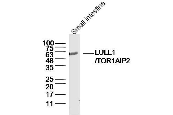 TOR1AIP2 antibody  (AA 221-320)