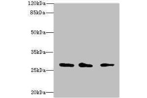Western blot All lanes: CAPNS1 antibody at 1. (Calpain S1 antibody  (AA 69-268))