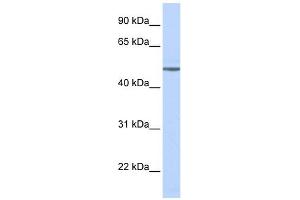 WB Suggested Anti-ADRB1 Antibody Titration: 0.
