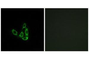 Immunofluorescence (IF) image for anti-Glucosaminyl (N-Acetyl) Transferase 3, Mucin Type (GCNT3) (Internal Region) antibody (ABIN1850890)