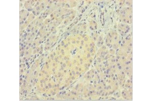 LMAN1L antibody  (AA 26-462)