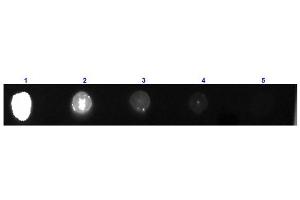 Dot Blot results of Goat Fab Anti-Guinea Pig IgG Antibody Fluorescein Conjugated. (Goat anti-Guinea Pig IgG (Heavy & Light Chain) Antibody (FITC) - Preadsorbed)