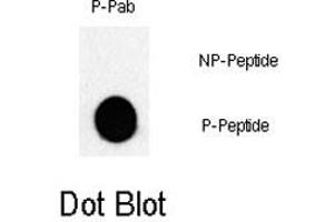 Dot blot analysis of JUN (phospho T243) polyclonal antibody  on nitrocellulose membrane. (C-JUN antibody  (pThr243))