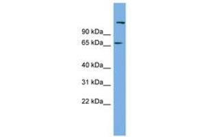 Image no. 1 for anti-Chromosome 12 Open Reading Frame 4 (C12orf4) (AA 71-120) antibody (ABIN6744190) (C12orf4 antibody  (AA 71-120))