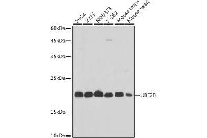 Western blot analysis of extracts of various cell lines, using UBE2B antibody (ABIN7271173) at 1:1000 dilution. (UBE2B antibody)