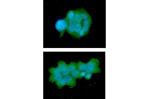 ICC/IF analysis of OSTF1 in MCF7 cells line, stained with DAPI (Blue) for nucleus staining and monoclonal anti-human OSTF1 antibody (1:100) with goat anti-mouse IgG-Alexa fluor 488 conjugate (Green).