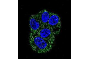 Immunofluorescence (IF) image for anti-Lactotransferrin (LTF) antibody (ABIN2995307) (Lactoferrin antibody)