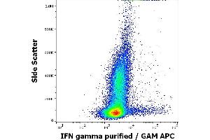 Flow cytometry intracellular staining pattern of human PHA stimulated and Brefeldin A treated peripheral blood mononuclear cells stained using anti-IFN gamma (4S. (Interferon gamma antibody)
