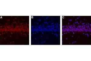 Expression of CALHM1 in rat hippocampus - Immunohistochemical staining of rat hippocampus using Anti-CALHM1-ATTO Fluor-594 Antibody (ABIN7043014). (CALHM1 antibody  (Intracellular) (Atto 594))