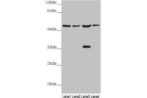 Western blot All lanes: SLC1A5 antibody at 9. (SLC1A5 antibody  (AA 1-100))