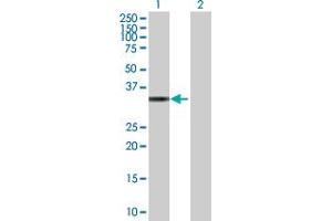 Western Blot analysis of TP53I3 expression in transfected 293T cell line by TP53I3 MaxPab polyclonal antibody. (TP53I3 antibody  (AA 1-332))