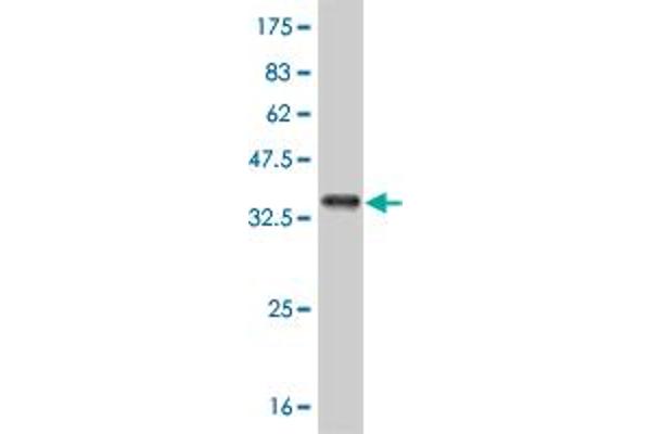 ABL2 antibody  (AA 743-842)