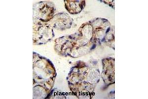 ANGPTL1 antibody (N-term) immunohistochemistry analysis in formalin fixed and paraffin embedded human placenta tissue followed by peroxidase conjugation of the secondary antibody and DAB staining. (Angiopoietin 4 antibody  (N-Term))