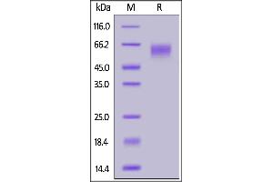 SIGLEC7 Protein (AA 19-353) (His tag)