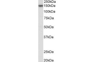ABIN2613459 (0. (NFATC3 antibody  (Internal Region))
