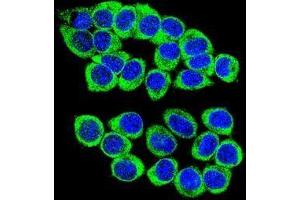 Confocal immunofluorescent analysis of ANKRD34B Antibody (C-term)(Cat#AP50185PU-N) with 293 cell followed by Alexa Fluor 488-conjugated goat anti-rabbit lgG (green). (ANKRD34B antibody  (C-Term))