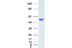 Validation with Western Blot