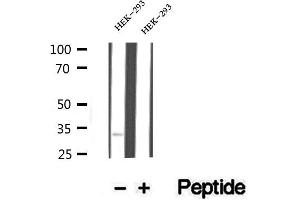 Stanniocalcin 2 antibody  (C-Term)