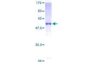 SOHLH2 Protein (AA 1-225) (GST tag)