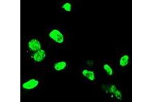 Anti-ELK3 mouse monoclonal antibody (ABIN2455070) immunofluorescent staining of COS7 cells transiently transfected by pCMV6-ENTRY ELK3 (RC203114). (ELK3 antibody)