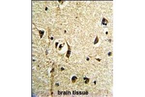 Formalin-fixed and paraffin-embedded human brain tissue reacted with FTO Antibody (N-term), which was peroxidase-conjugated to the secondary antibody, followed by DAB staining. (FTO antibody  (N-Term))