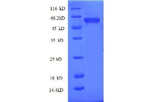 SDS-PAGE (SDS) image for Apoptosis Antagonizing Transcription Factor (AATF) (AA 6-294), (partial) protein (GST tag) (ABIN7479621)