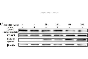Western blot analysis of VDAC1 expression in Hela cell lysate (VDAC1 antibody  (C-Term))