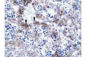 Image no. 1 for anti-Activated RNA Polymerase II Transcriptional Coactivator p15 (SUB1) (AA 62-111) antibody (ABIN307416) (SUB1 antibody  (AA 62-111))