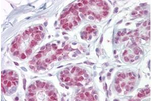 Anti-APEX1 / APE1 antibody IHC staining of human breast. (APEX1 antibody  (AA 36-52))