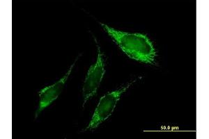 Immunofluorescence of purified MaxPab antibody to PNPT1 on HeLa cell. (PNPT1 antibody  (AA 1-783))