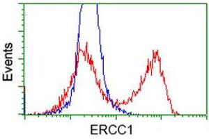 HEK293T cells transfected with either RC200478 overexpress plasmid (Red) or empty vector control plasmid (Blue) were immunostained by anti-ERCC1 antibody (ABIN2453822), and then analyzed by flow cytometry. (ERCC1 antibody)