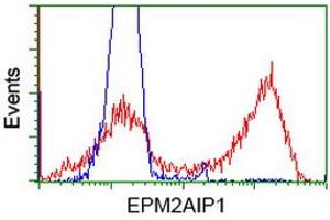 HEK293T cells transfected with either RC209239 overexpress plasmid (Red) or empty vector control plasmid (Blue) were immunostained by anti-EPM2AIP1 antibody (ABIN2452999), and then analyzed by flow cytometry. (EPM2AIP1 antibody)