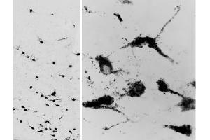 ABIN335155 (0. (OXT antibody  (C-Term))