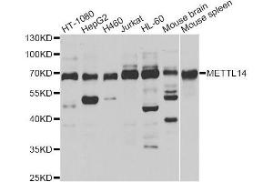 Western blot analysis of extracts of various cell lines, using METTL14 antibody (ABIN5996020) at 1/1000 dilution. (METTL14 antibody)