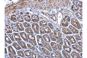 Immunohistochemistry (IHC) image for anti-Hydroxysteroid (17-Beta) Dehydrogenase 10 (HSD17B10) (C-Term) antibody (ABIN2854703)