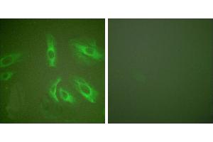 Peptide - +Immunofluorescence analysis of HeLa cells, using Gastrin antibody (#C0205). (Gastrin antibody)