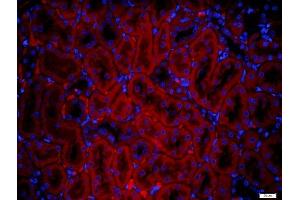 Paraformaldehyde-fixed, paraffin embedded rat kidney tissue, Antigen retrieval by boiling in sodium citrate buffer(pH6) for 15min, Block endogenous peroxidase by 3% hydrogen peroxide for 30 minutes, Blocking buffer (normal goat serum) at 37°C for 20min, Antibody incubation with Rabbit Anti-IGSF9 Polyclonal Antibody, Unconjugated  at 1:500 overnight at 4°C, followed by a conjugated secondary and DAPI staining (IGSF9 antibody)
