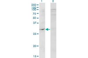 Western Blot analysis of DAPP1 expression in transfected 293T cell line by DAPP1 monoclonal antibody (M04), clone 1E1.