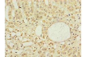 Immunohistochemistry of paraffin-embedded human adrenal gland tissue using ABIN7150520 at dilution of 1:100 (DNAJB4 antibody  (AA 1-337))